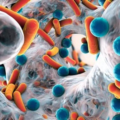 Lợi khuẩn và sức khỏe thận